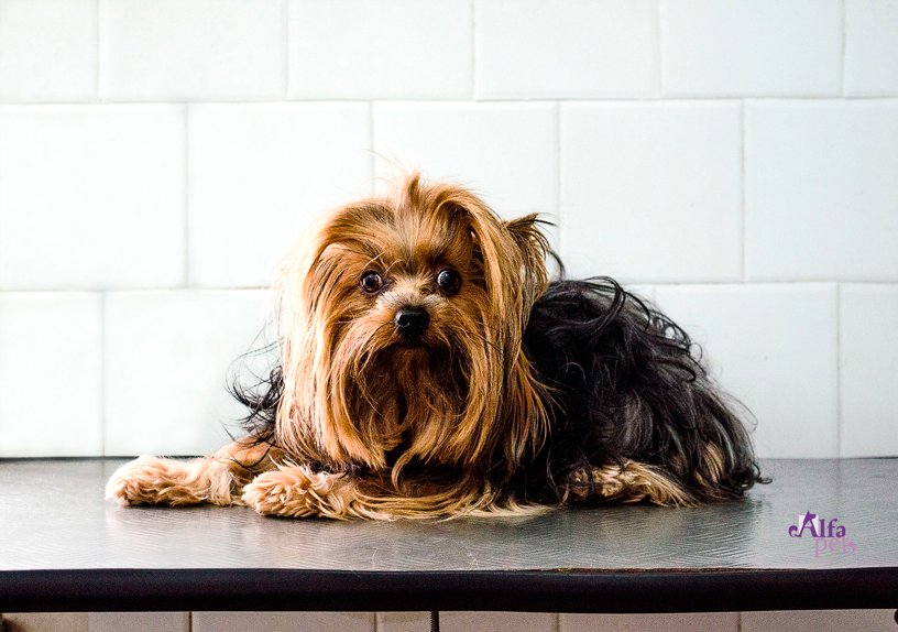 DiBicho - Pet Shop Online