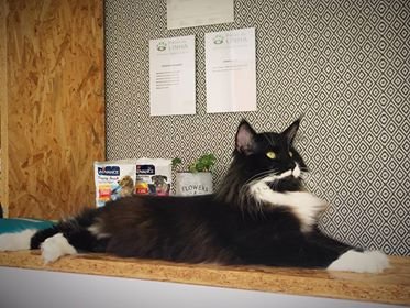 Holi.Pet & Family - Centro Veterinário Integrativo