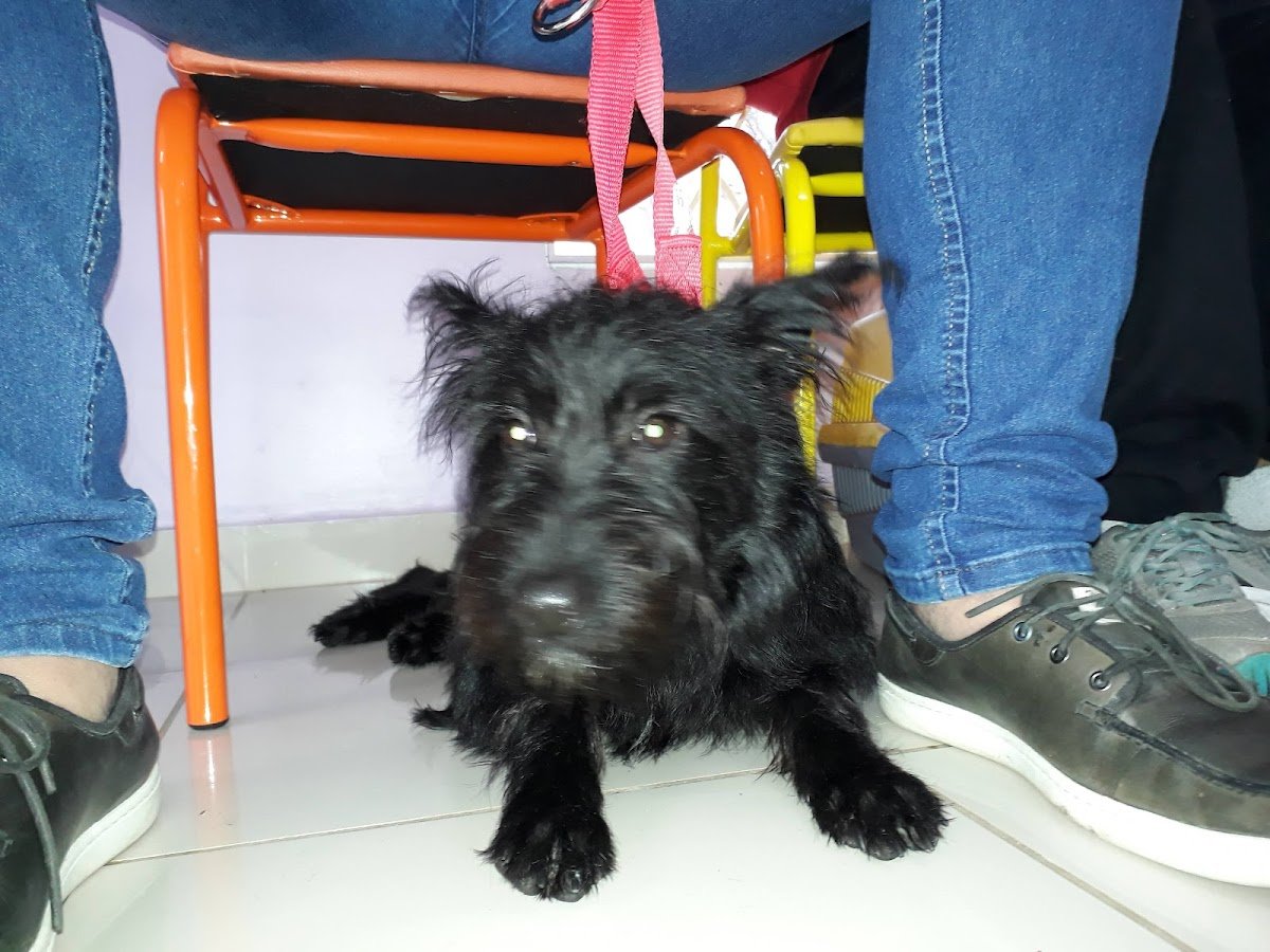 Baby Dog Cliníca Veterinária