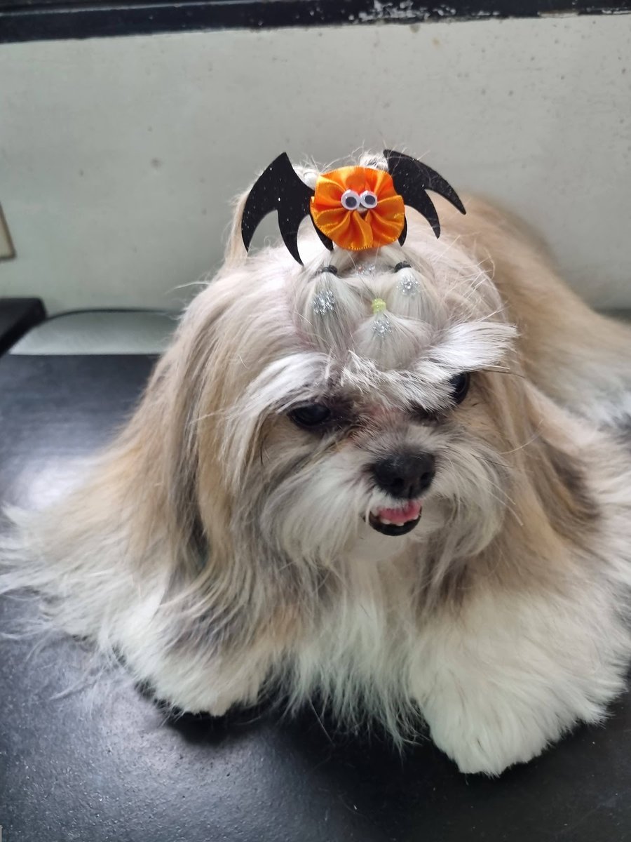 Paparicando - Pet Shop