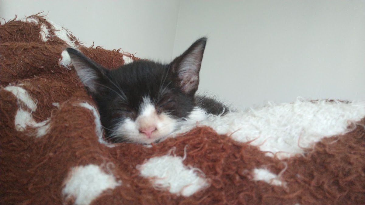 Clínica Veterinária Petit Chien