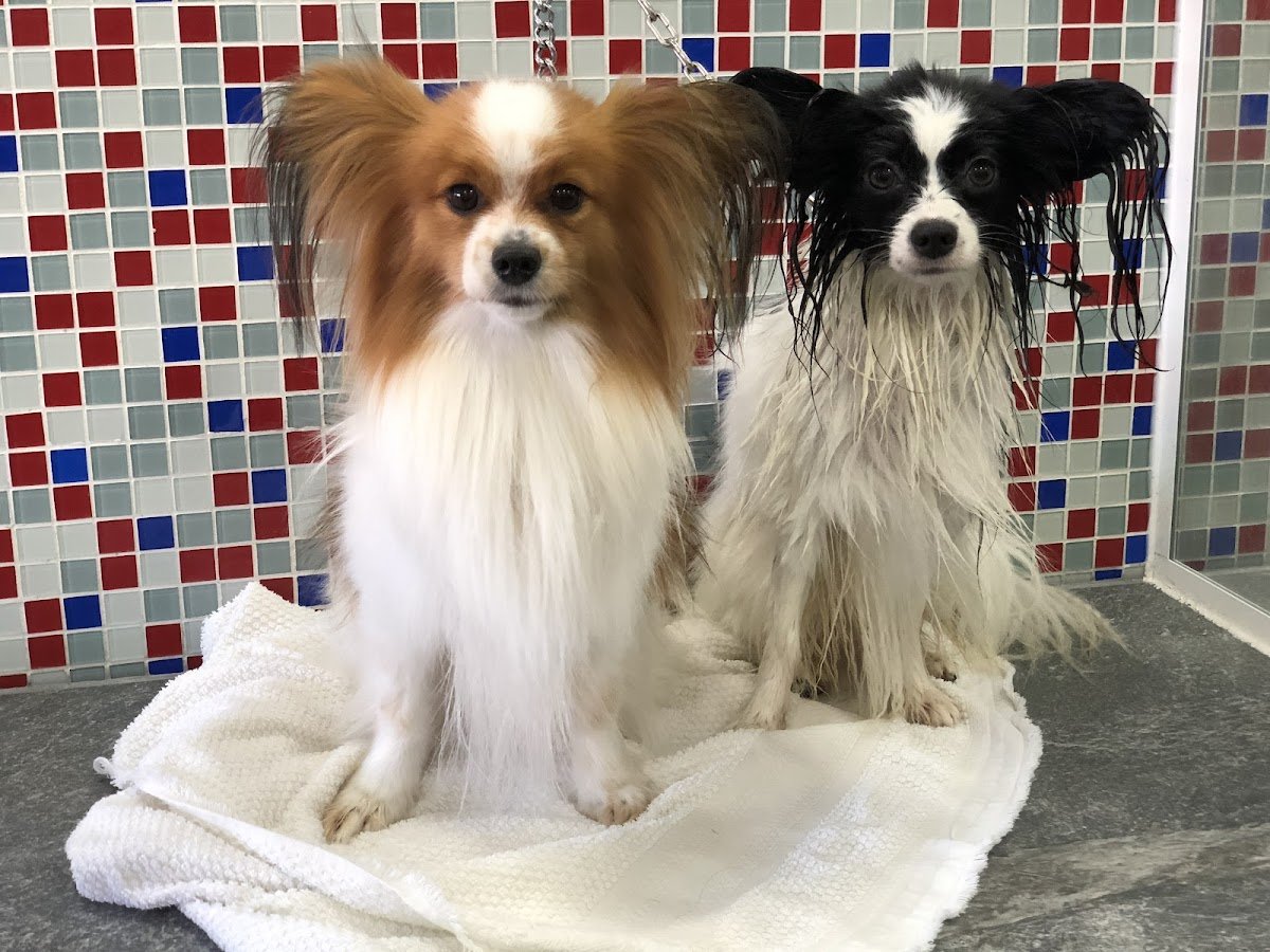 VETERINARY CLINIC AND PET SHOP SANTA CATARINA