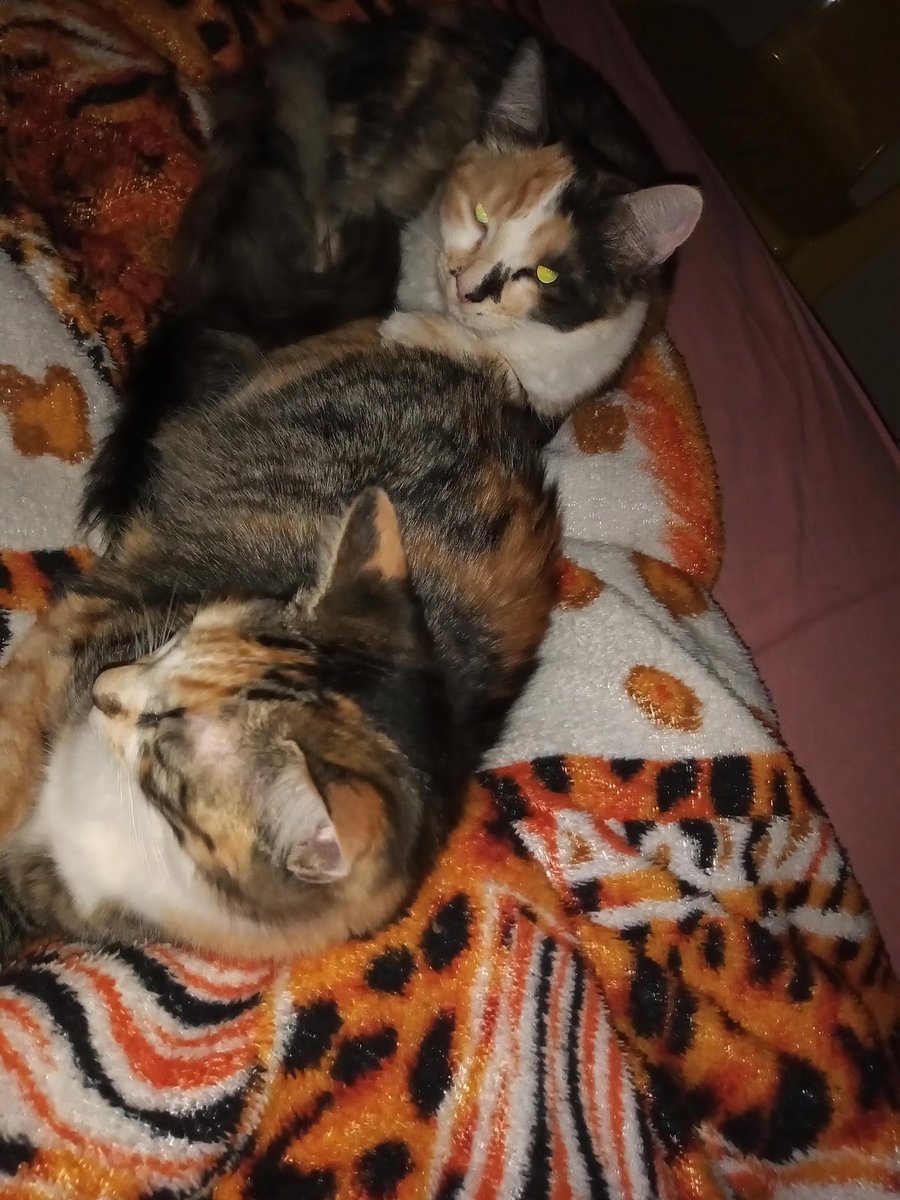 Vetsol Clínica Veterinária