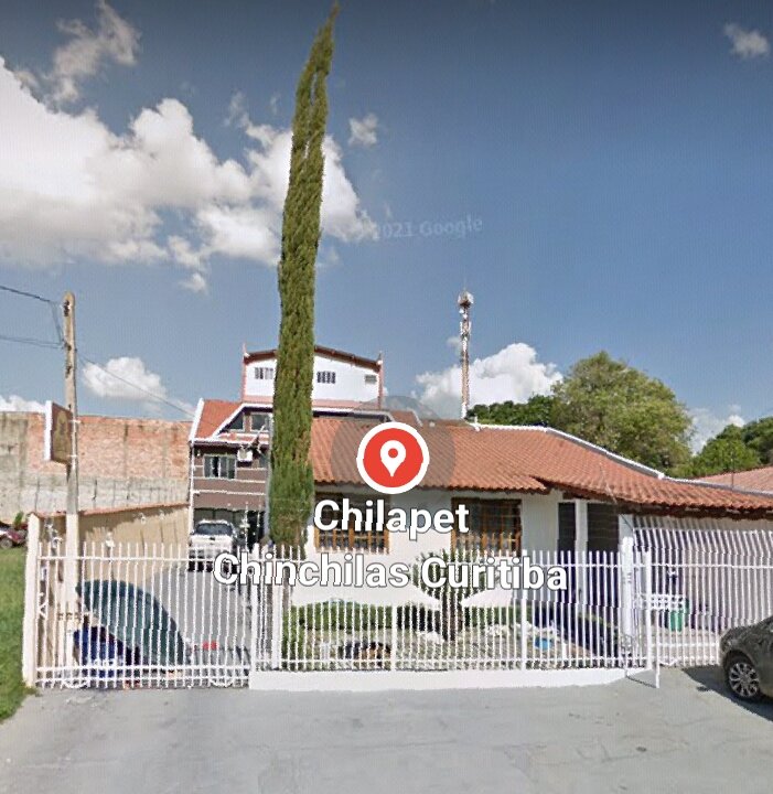 Chilapet chinchilas Curitiba