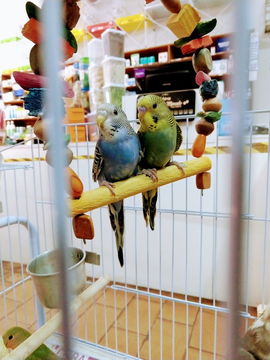 Clínica Veterinária Regional