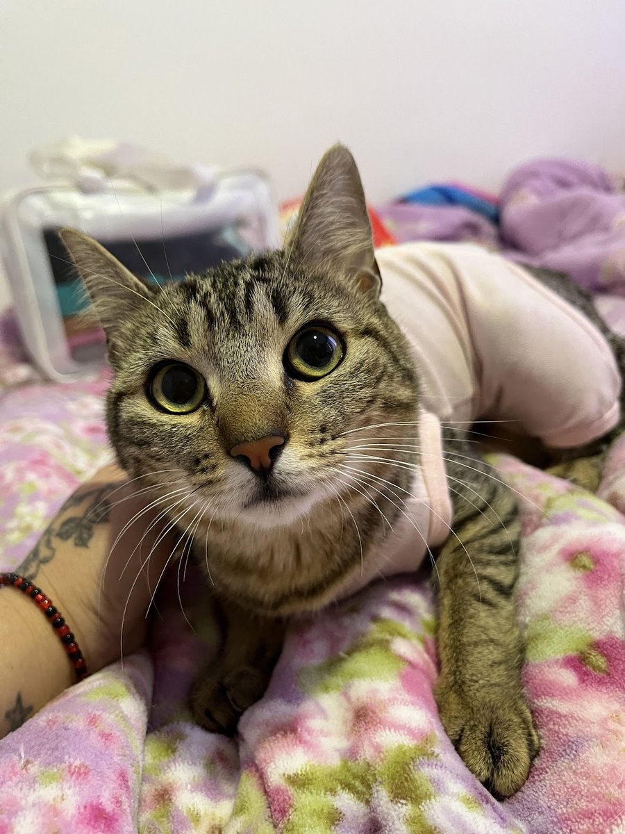 Veterinary Clinic Noah's Ark