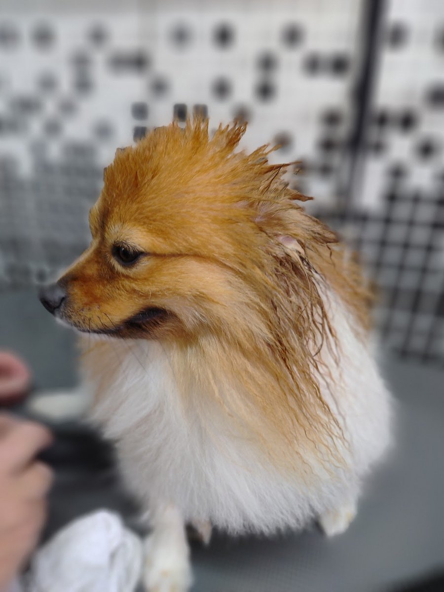 Climevet Veterinária Cães Gatos Grandes Animais