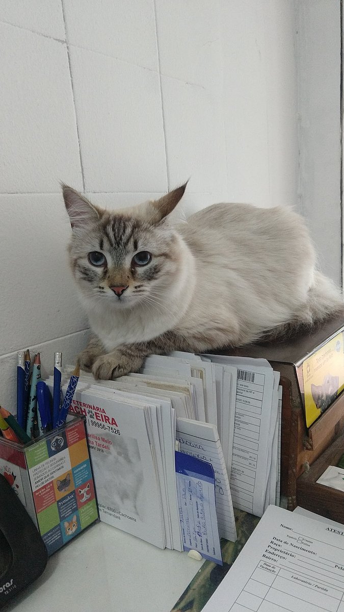 Veterinária Cachoeira