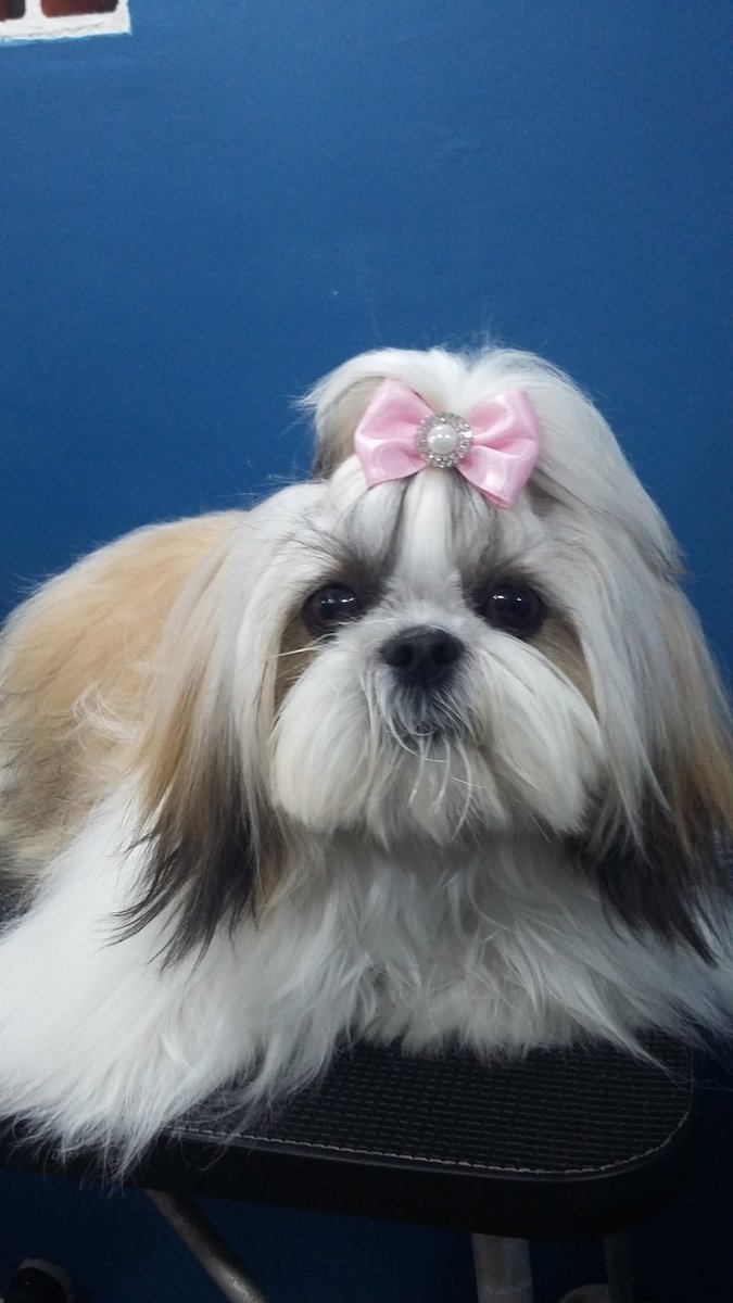 Master Pet - Curitiba