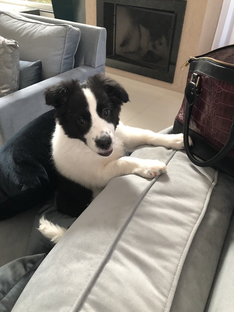 Clínica Veterinária Gross e Pet Shop