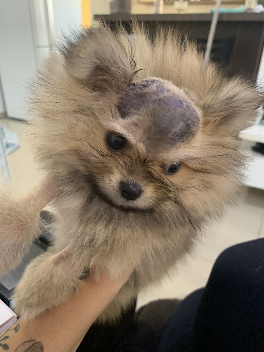 Veterinária Vip Vet