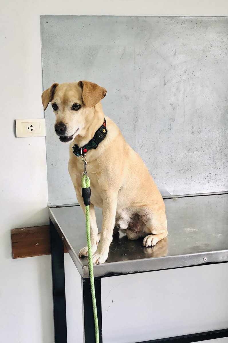 A COLMÉIA CLÍNICA VETERINÁRIA