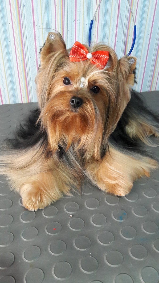 Pet Estética Animal