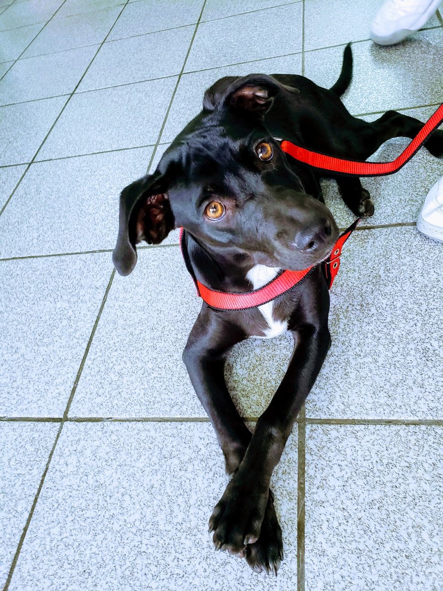 Clinica Veterinária São Francisco de Assis