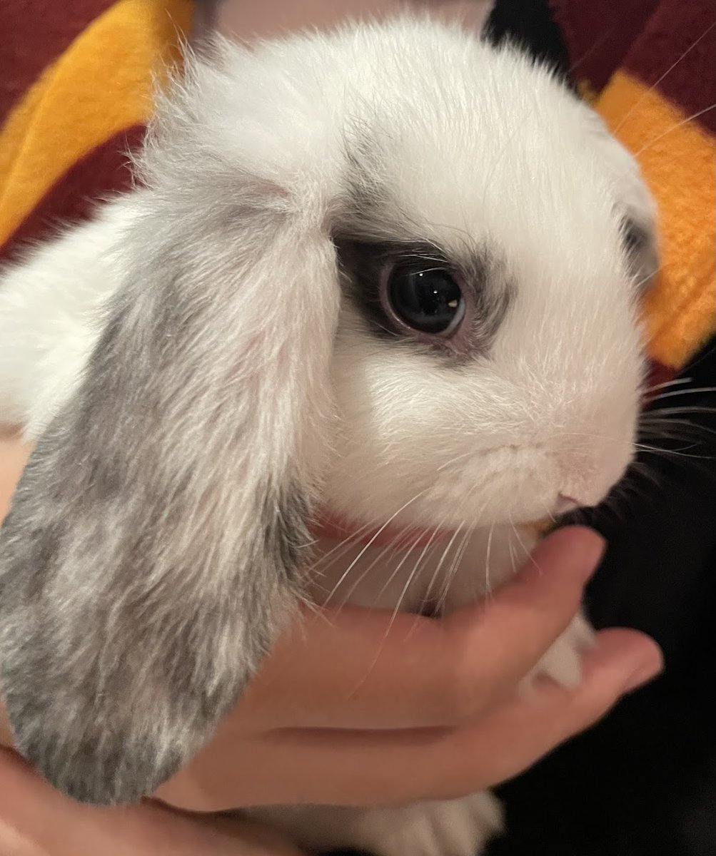 Mini Coelhos Curitiba