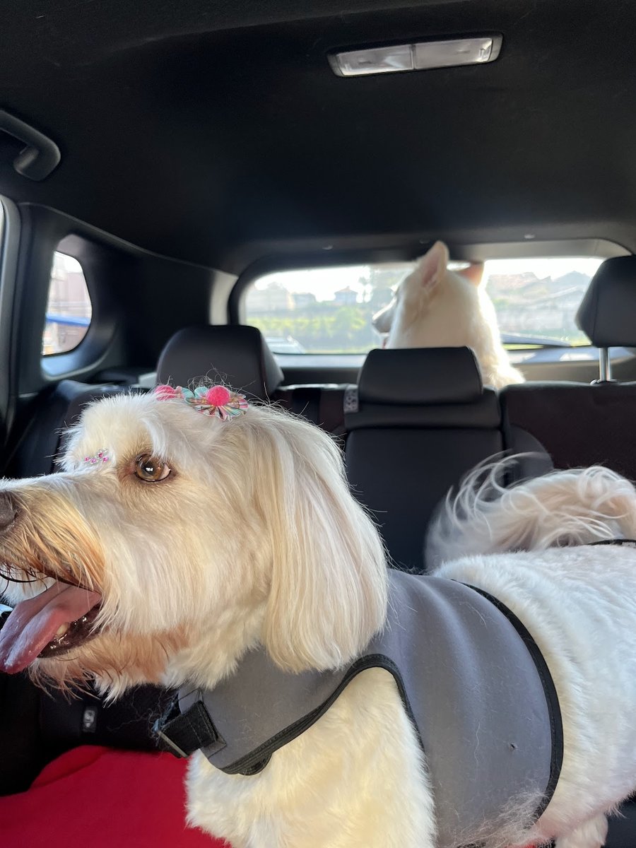 Clínica Veterinária Cães & Gatos