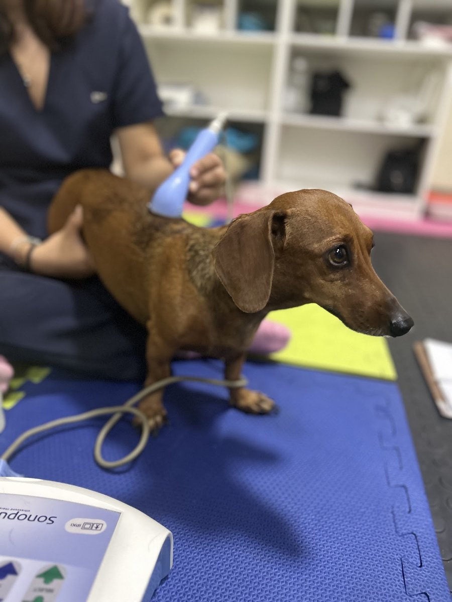 Quatro Patas- Centro de Beleza Animal (Manaus)