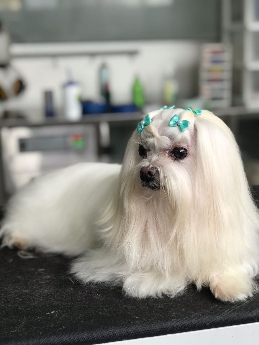 Dog Doc Veterinária