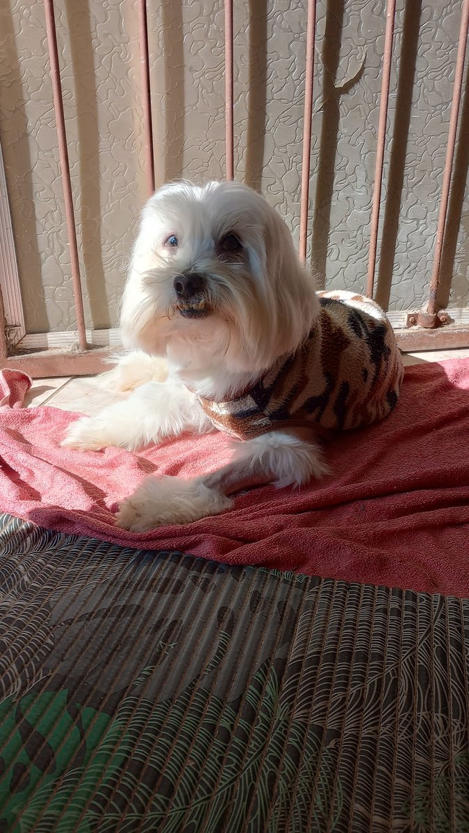 Consultório Veterinário Restinga