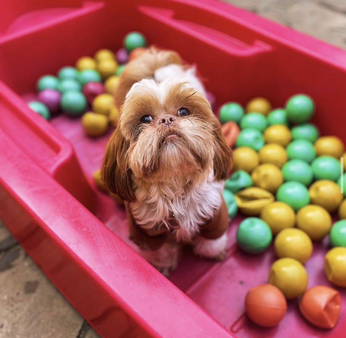 Pet Shop Bom Prá Cachorro