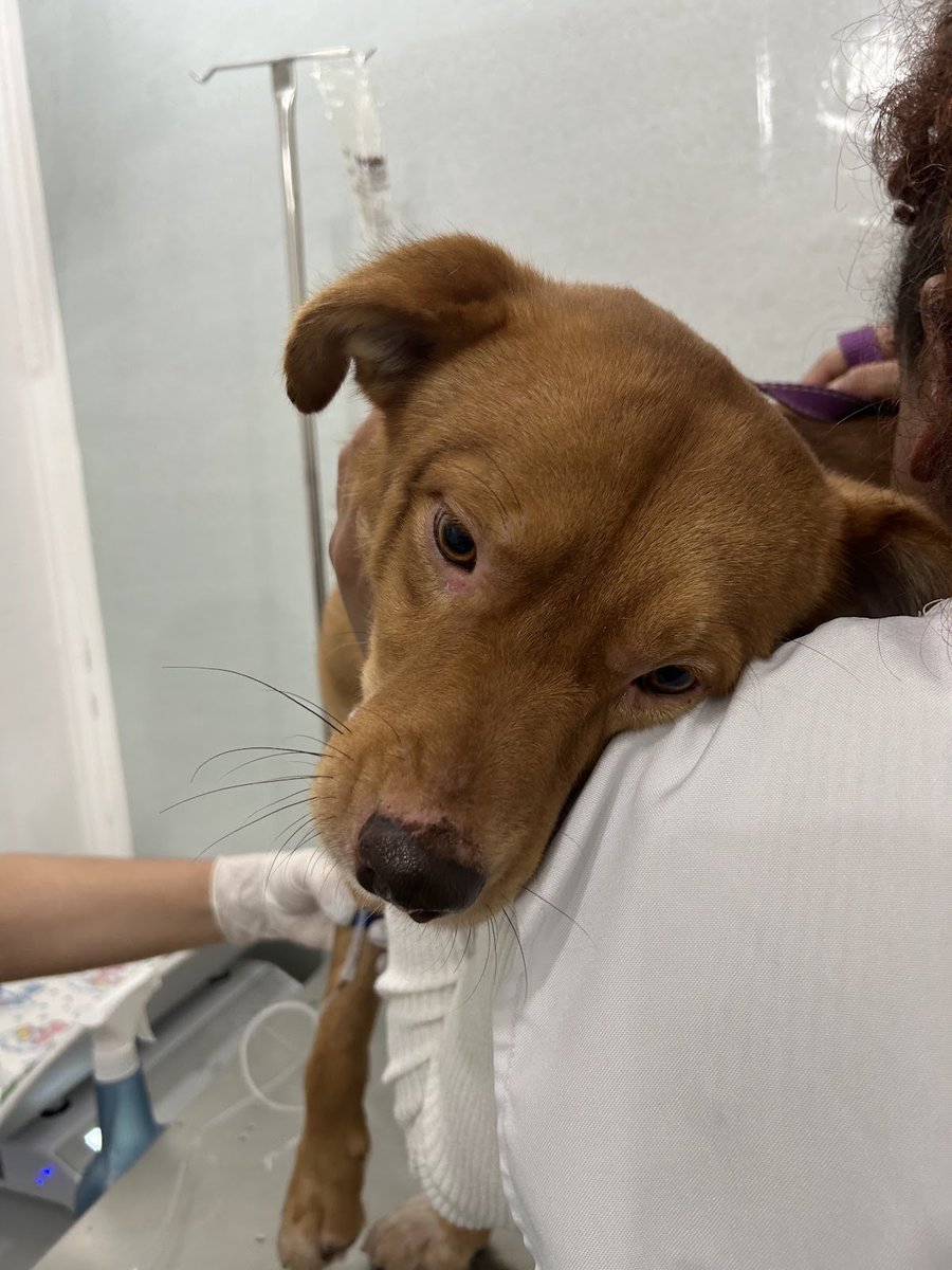 Veterinária Pet Mix