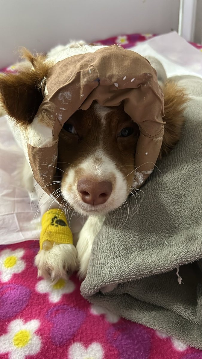 Clínica Veterinária Vet Poa Neurologia