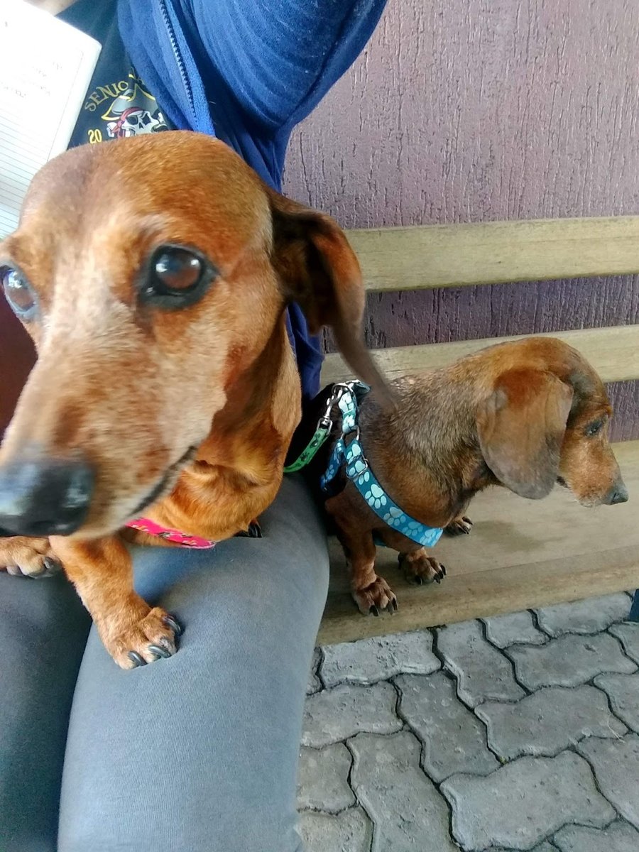 Cãosultório Veterinário