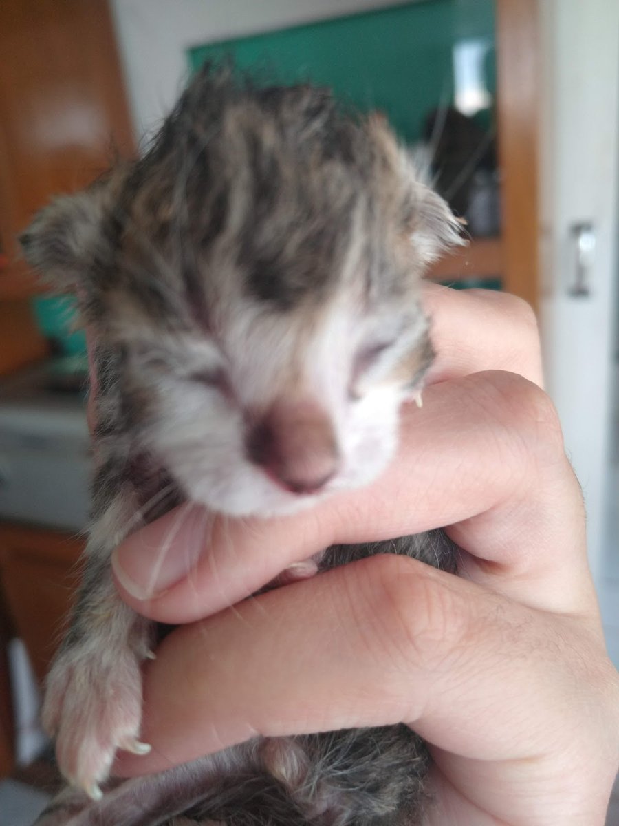 Clínica Veterinária Dr. Daniel Flôres