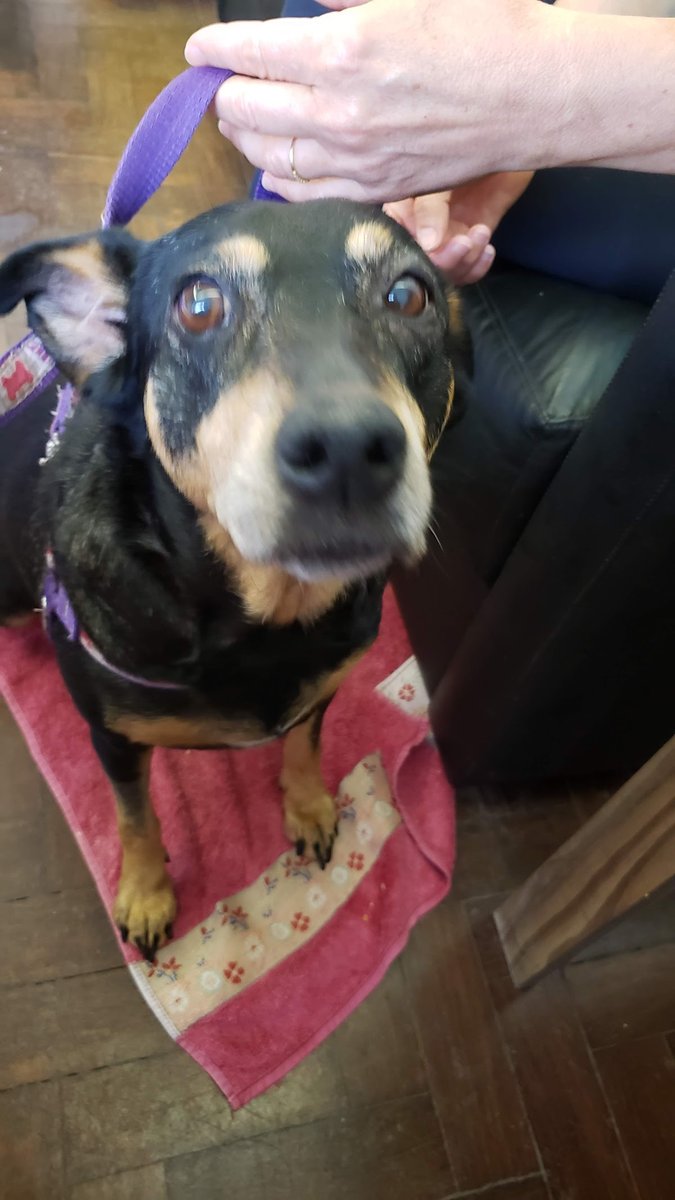 Laboratório Patologia Veterinária Pathos