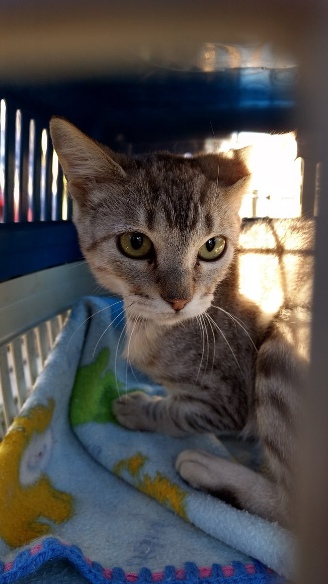 Consultorio Veterinária Dra. Karen Praetzel