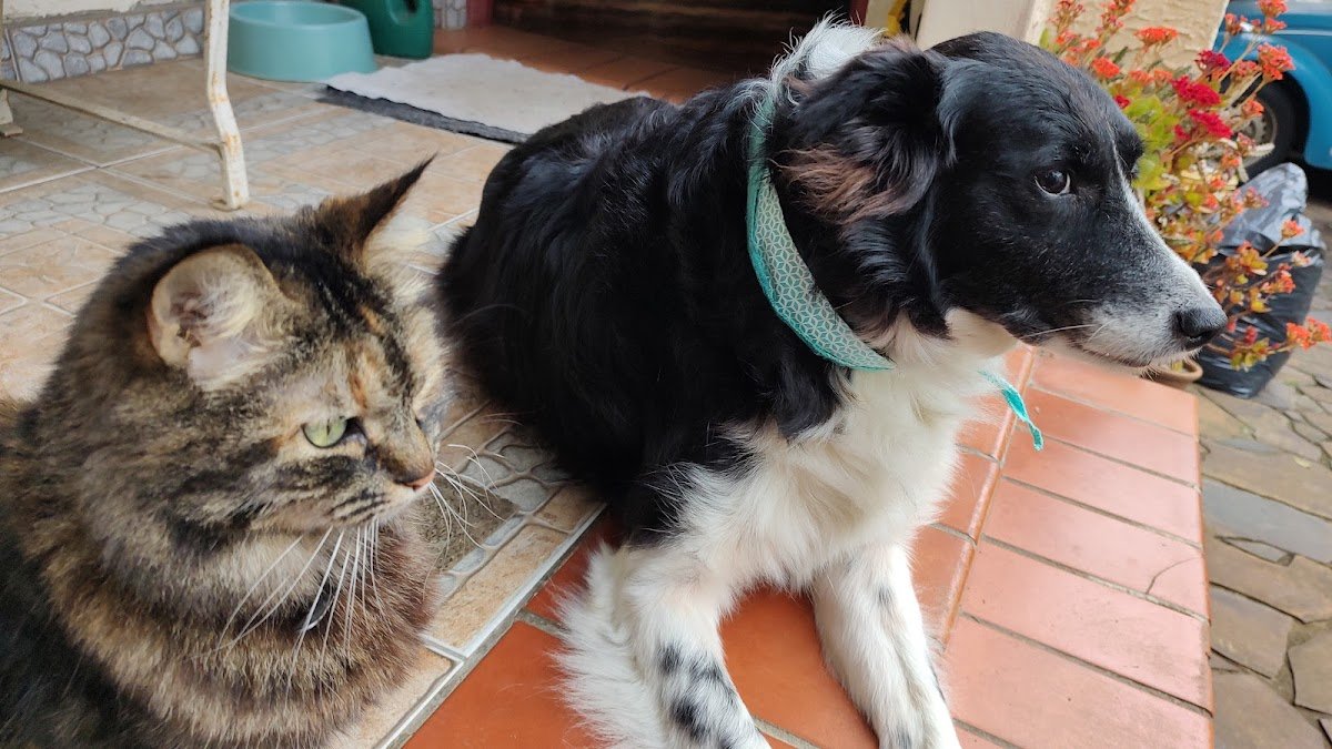 Cat e Dog Consultórios Veterinários