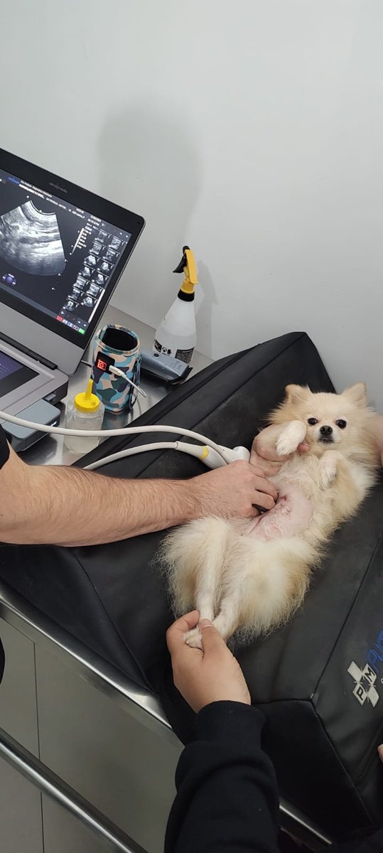 Clínica Veterinária Dr. Formento