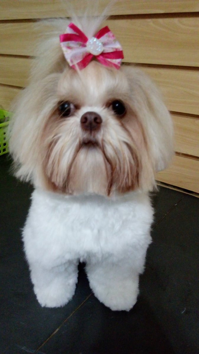 Point Animal Paixão Por Pets