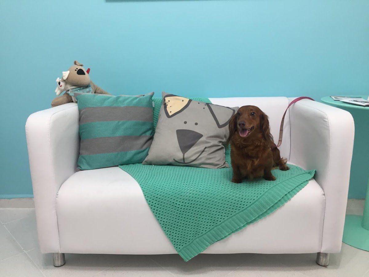 Pet Shop no Tatuapé - Mon Ami Estética Animal