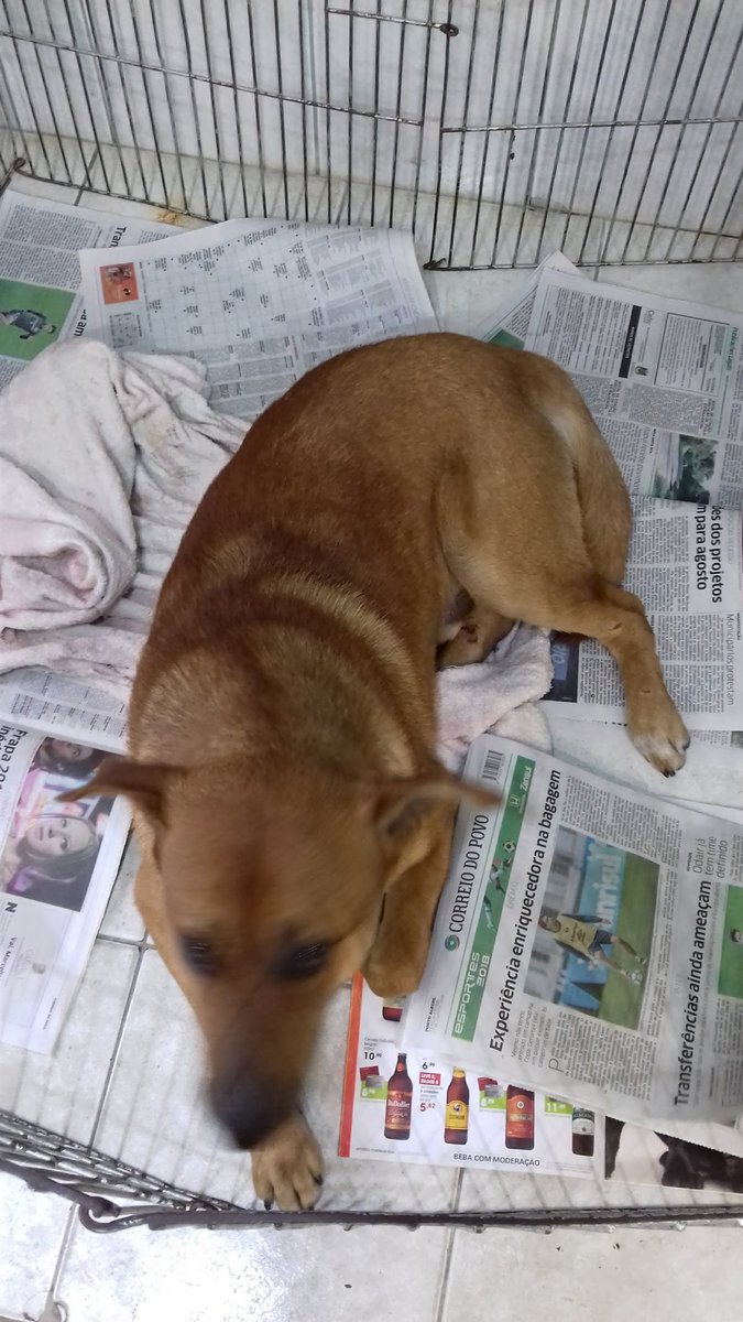 Clínica Veterinária Dr. André Plentz