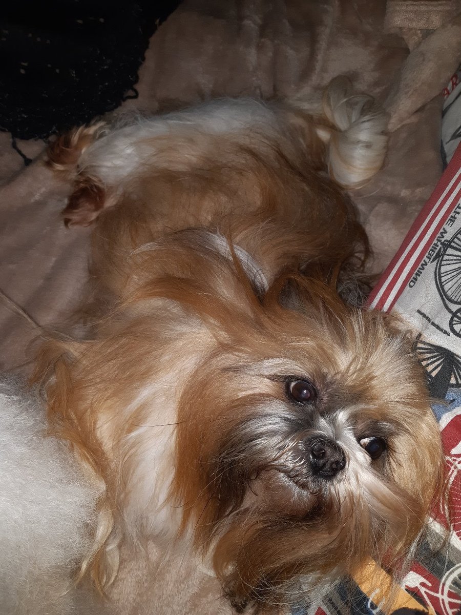 Estética Animal Penny Lane