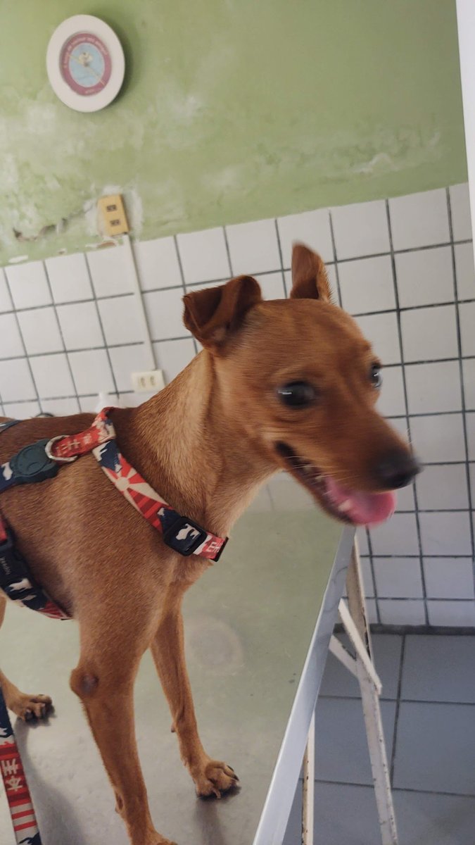 Clínica e Farmácia Veterinária da Estância