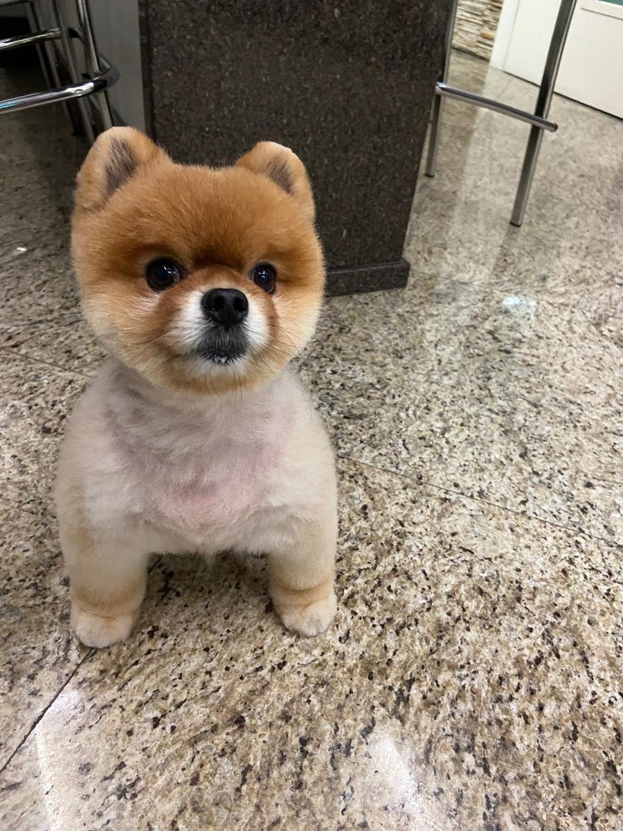 Vets4Pets - Dra Anna Maria Schnabel