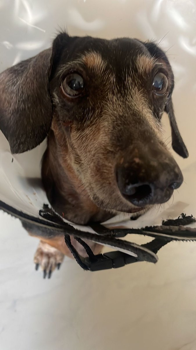 Odontologia Veterinária Dra. Mariana Ramos