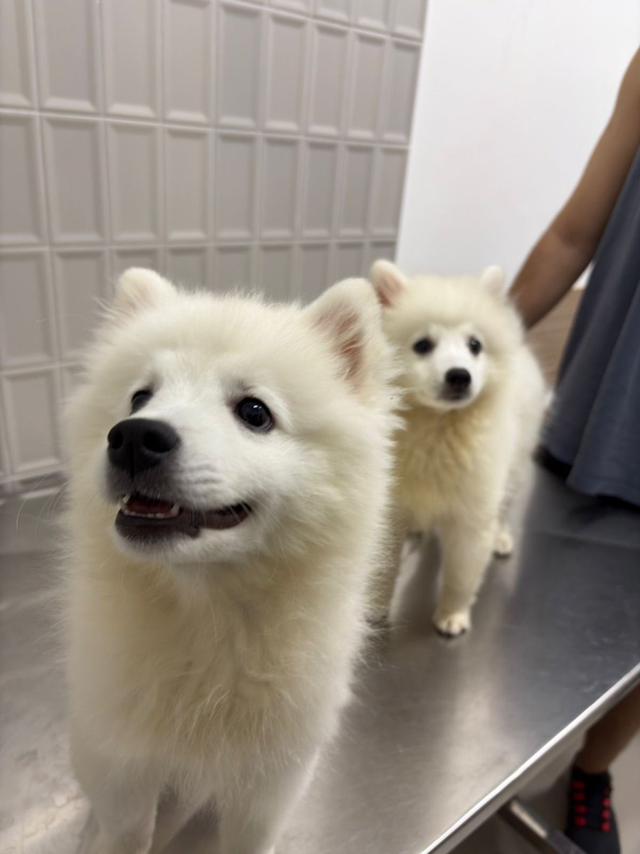 Clínica Veterinária