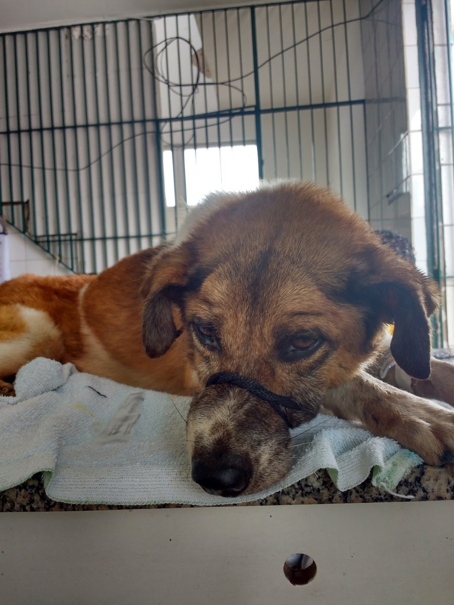 Veterinário Dr. Pierre Luiz