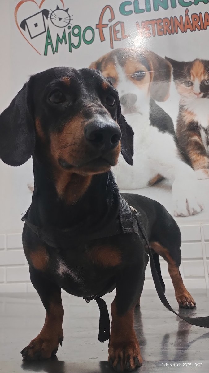 Amigo Fiel * Pet Shop & Consultório Veterinário *