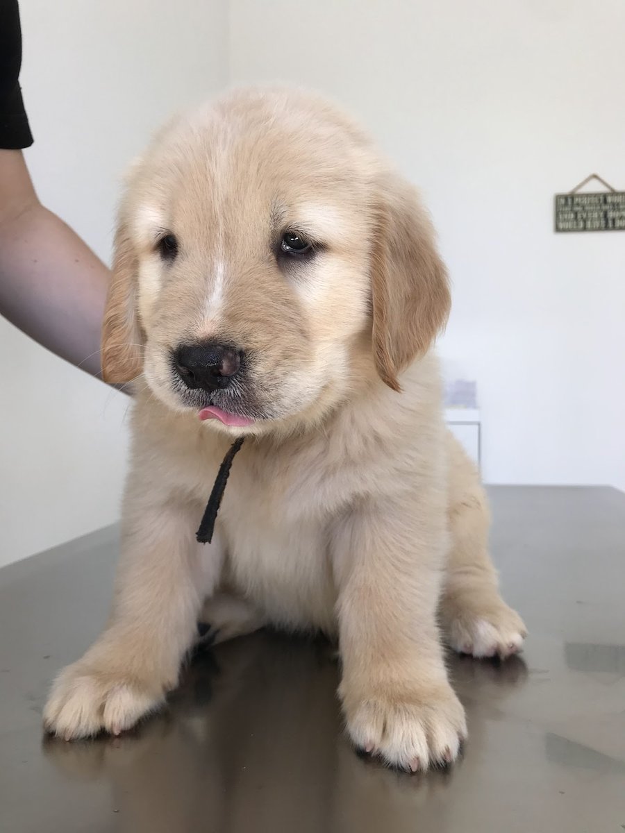 Veterinary Clinic Noah's Ark