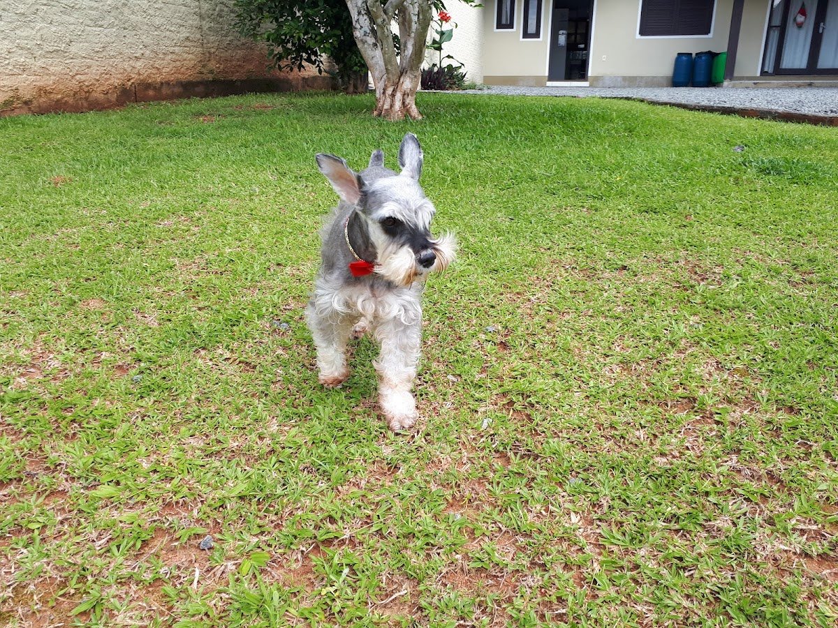 Consultório Veterinário Jardim Botânico