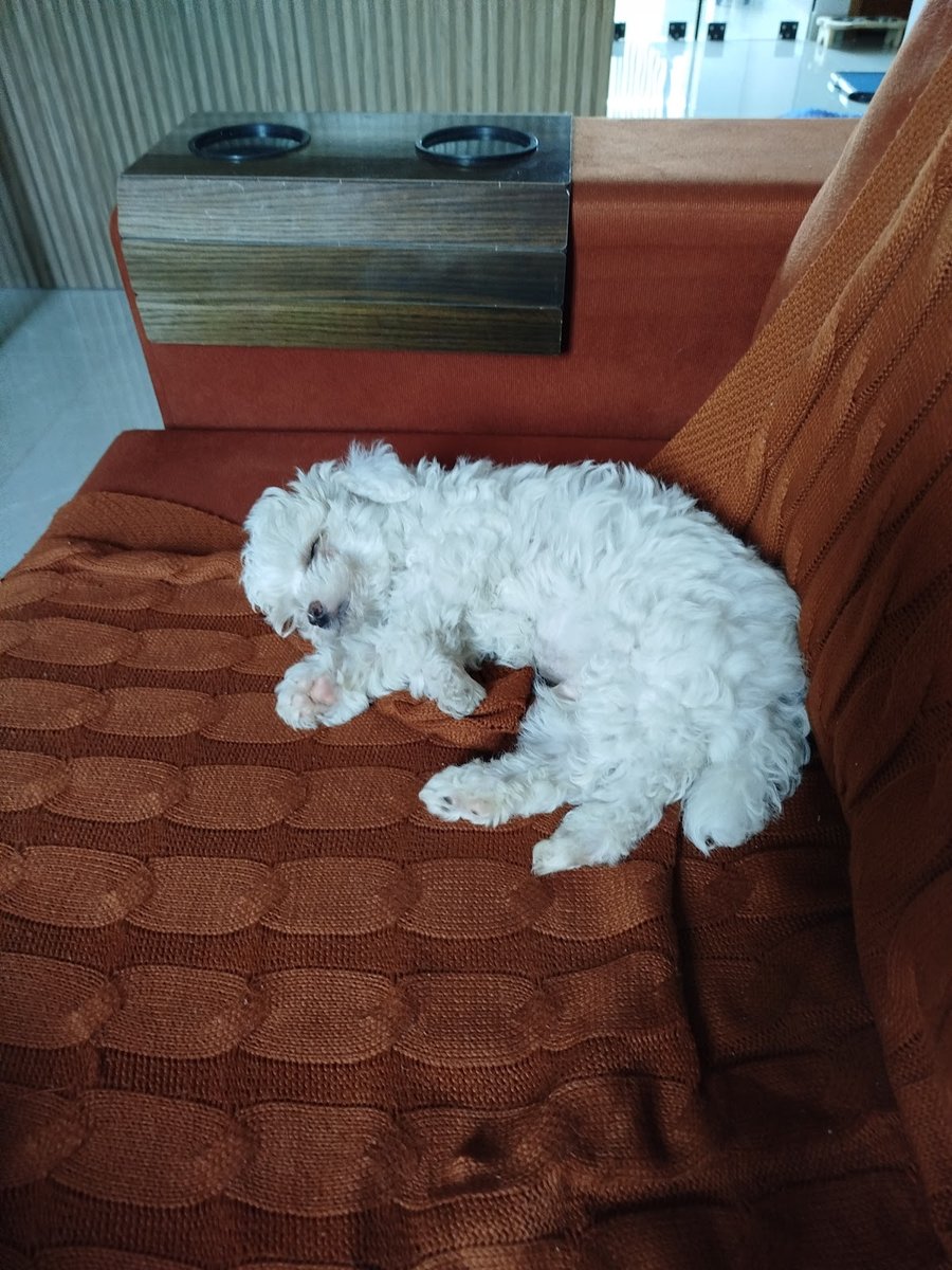 Clínica Veterinária Pupim