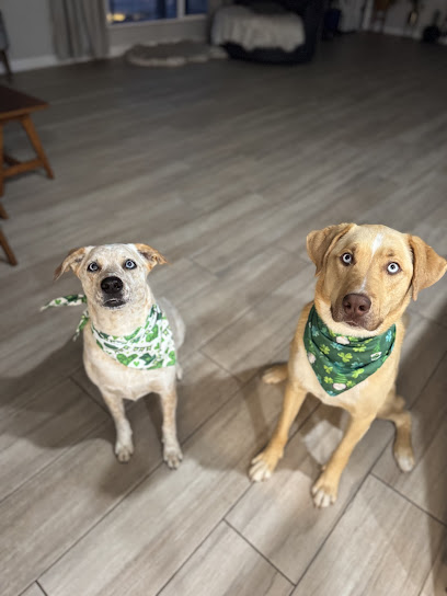 Awesome Mannered Canines