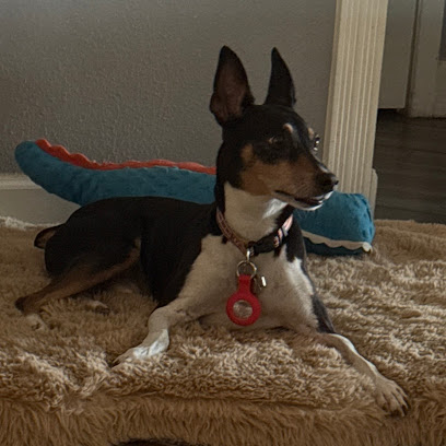 Bone Voyage Pet-Sitting, LLC