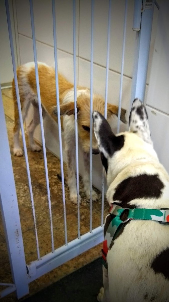 Clínica Atrium Especialidades Veterinária