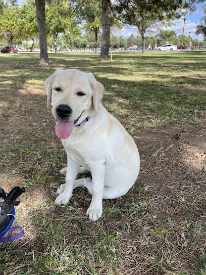 Cathy's Canines Dog Training
