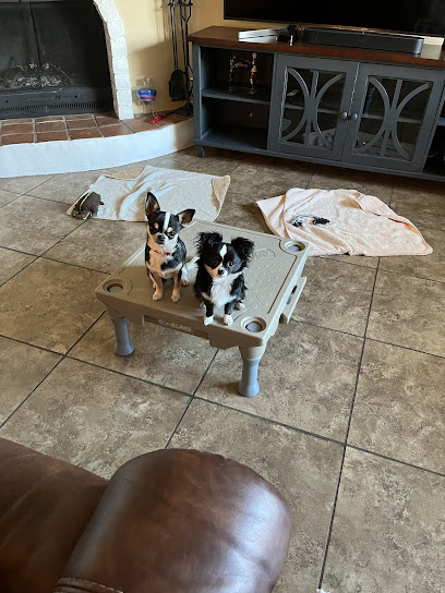 PetSmart Dog Training